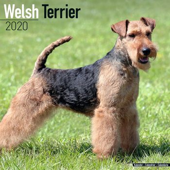 Calendar 2020  Welsh Terrier