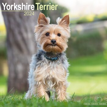 Calendario 2024 Yorkshire Terrier