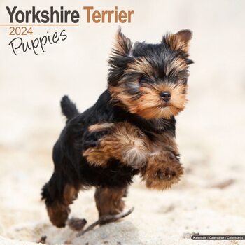 Calendario 2024 Yorkshire Terrier Puppies