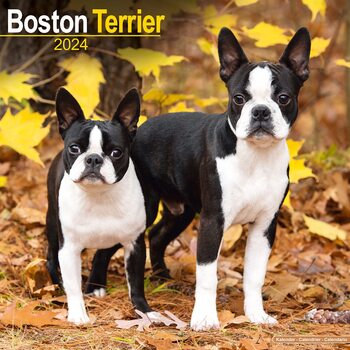 Календари 2024 Boston Terrier