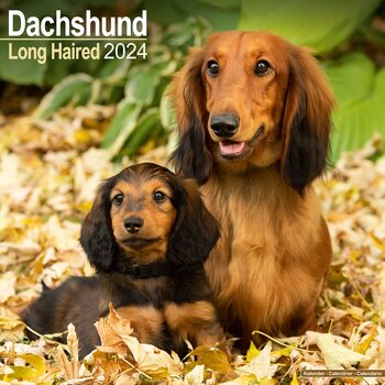 Календари 2024 Longhaired Dachshund