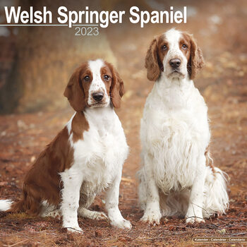 Календари 2023 Welsh Springer Spaniel