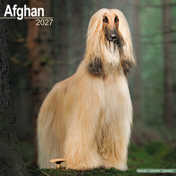 Calendar 2027 Afghan Hound
