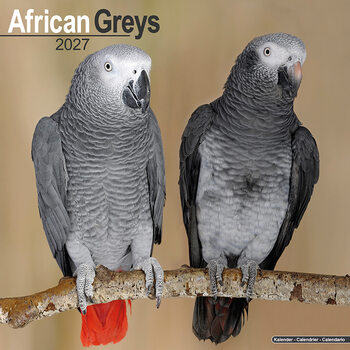 Calendar 2027 African Greys