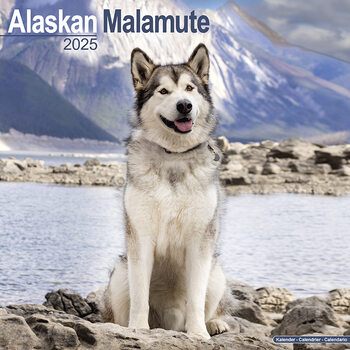 Calendar 2027 Alaskan Malamute