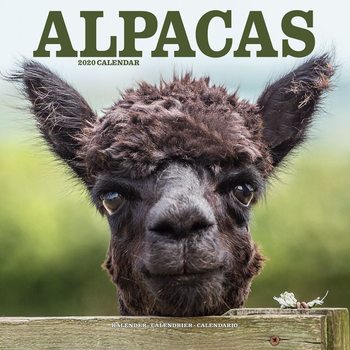Calendar 2027 Alpacas