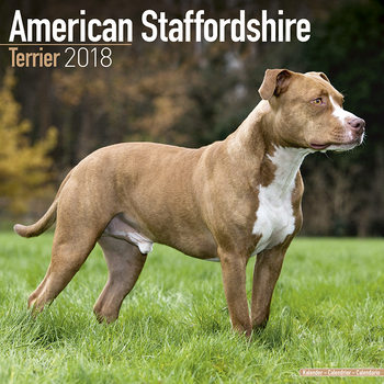 Calendar 2027 Amer. Staff Terrier