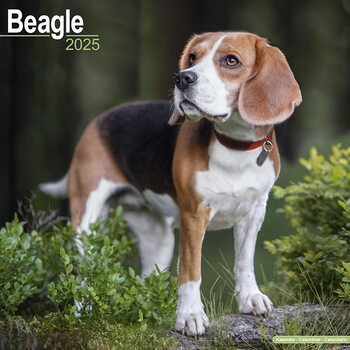 Calendar 2027 Beagle