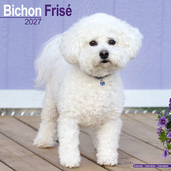 Calendar 2027 Bichon Frise