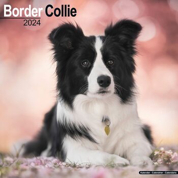 Calendar 2027 Border Collie