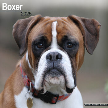 Calendar 2027 Boxer