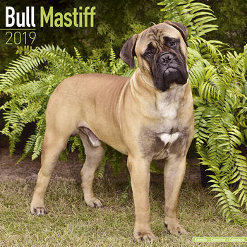 Calendar 2027 Bull Mastiff
