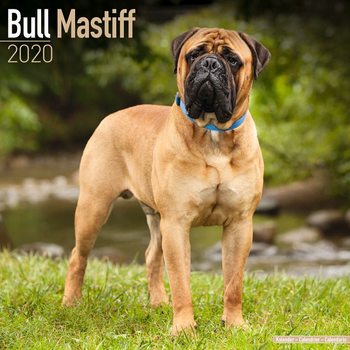 Calendar 2027 Bull Mastiff