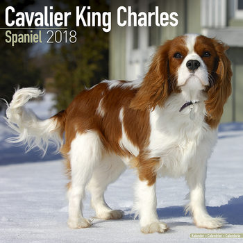 Calendar 2027 Cavalier King Charles