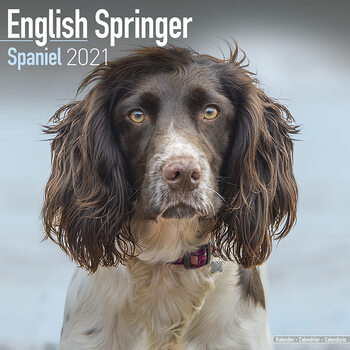 Calendar 2027 Eng Springer Spaniel