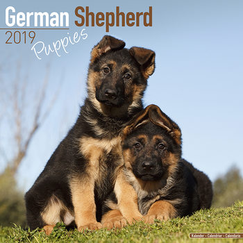 Calendar 2027 German Shepherd Puppies