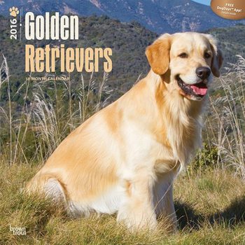 Calendar 2027 Golden Retrievers