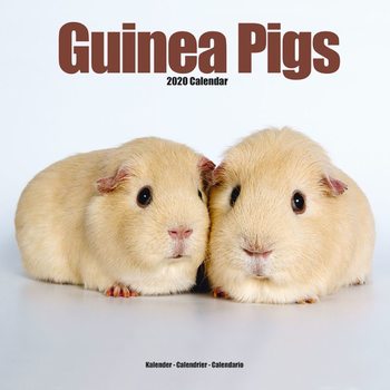 Calendar 2027 Guinea Pigs