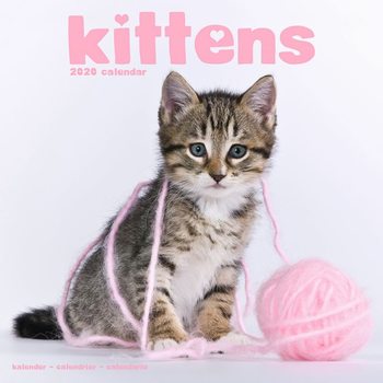 Calendar 2027 Kittens