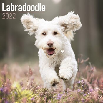 Calendar 2027 Labradoodle