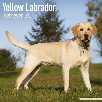 Calendar 2027 Labrador Ret (Yellow)