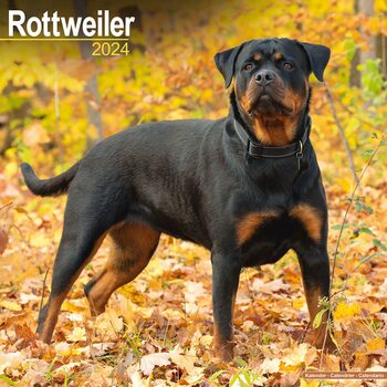 Calendar 2027 Rottweiler