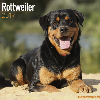 Calendar 2027 Rottweiler