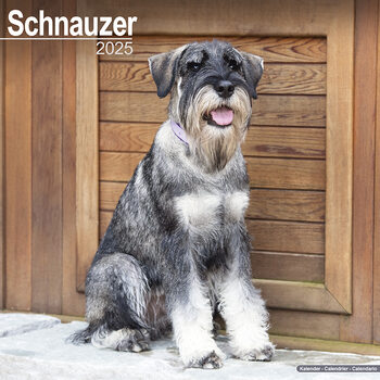 Calendar 2027 Schnauzer