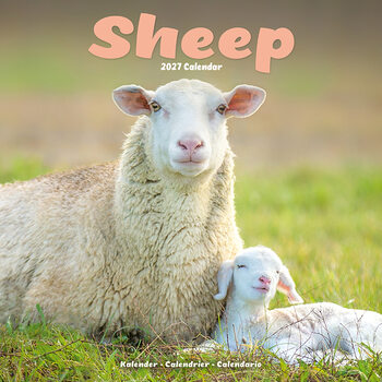 Calendar 2027 Sheep