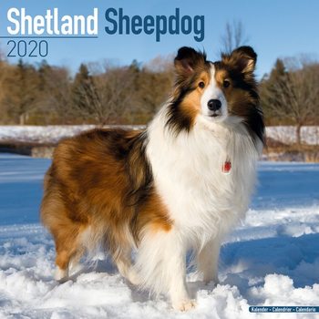 Calendar 2027 Shetland Sheepdog