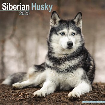 Calendar 2027 Siberian Husky