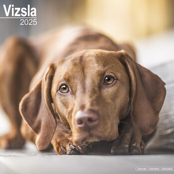 Calendar 2027 Vizsla