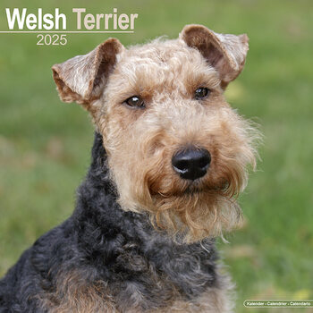 Calendar 2027 Welsh Terrier