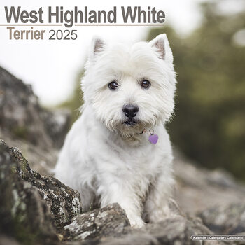 Calendar 2027 West Highland Terrier