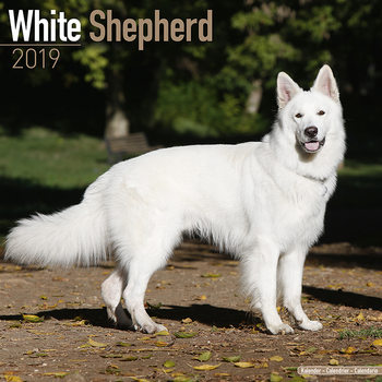 Calendar 2027 White Shepherd