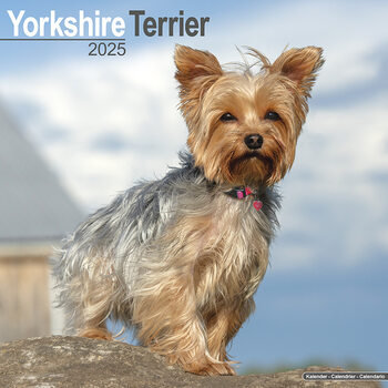 Calendar 2027 Yorkshire Terrier