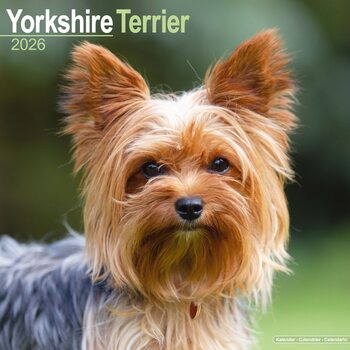 Calendar 2026 Yorkshire Terrier