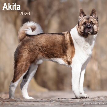 Calendrier 2026 Akita