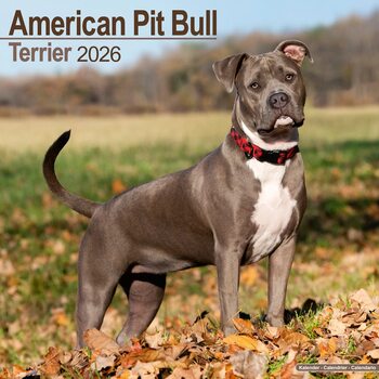Calendrier 2026 American Pit Bull Terrier