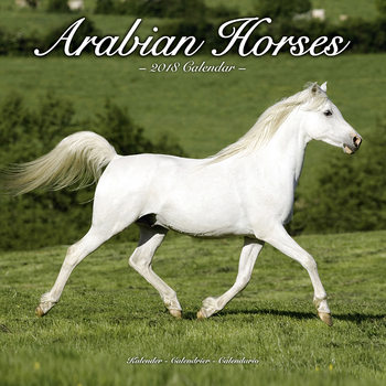 Calendrier 2027 Arabian Horses