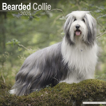 Calendrier 2027 Bearded Collie