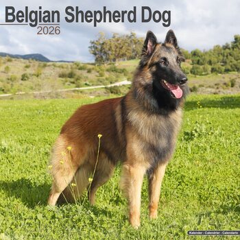 Calendrier 2026 Belgian Shepherd Dog