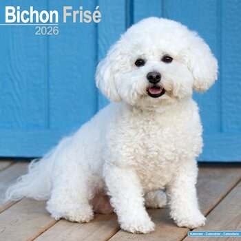 Calendrier 2026 Bichon Frise