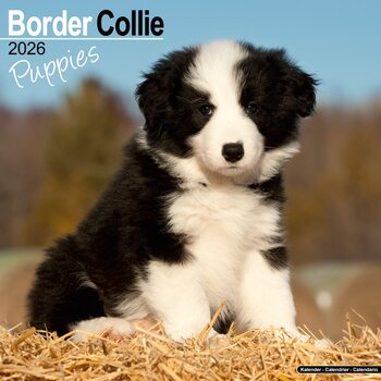 Calendrier 2026 Border Collie