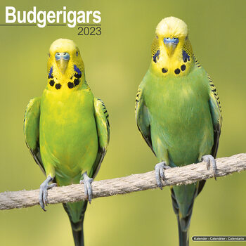 Calendrier 2027 Budgerigar