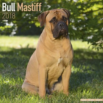 Calendrier 2027 Bull Mastiff