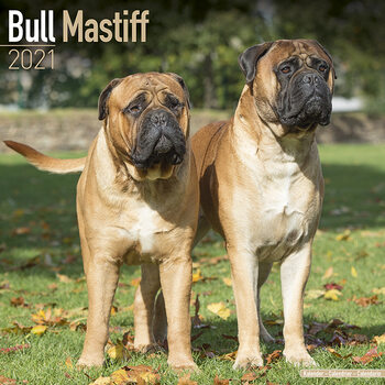 Calendrier 2027 Bull Mastiff