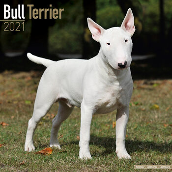 Calendrier 2027 Bull Terrier