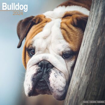 Calendrier 2027 Bulldog