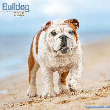 Calendrier 2027 Bulldog